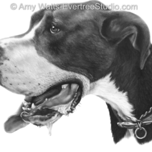drawing-pet-dog-great-dane