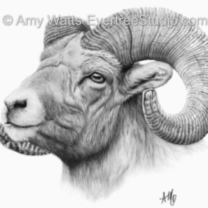 portrait-drawing-charcoal-big-horn-sheep-amy-watts