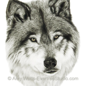 drawing-charcoal-gray-wolf-amy-watts