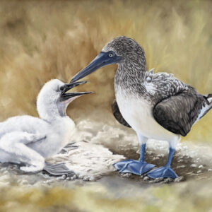 blue-footed-booby-art-soft-pastel-amy-watts