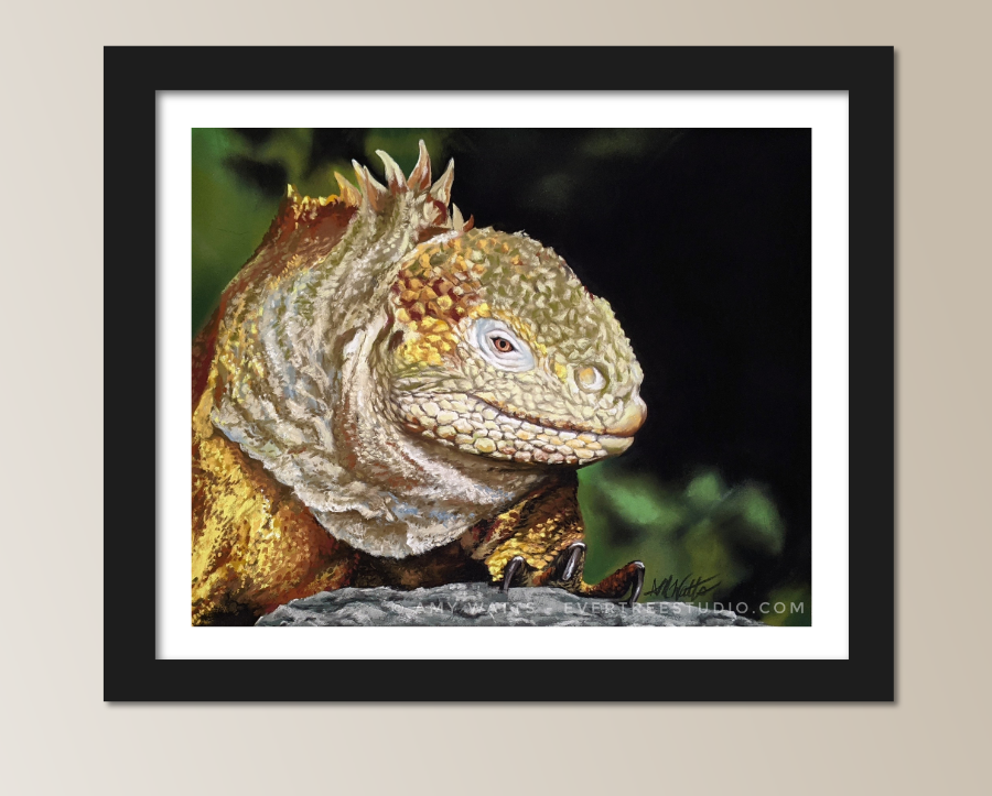 land-iguana-galapagos-painting-amy-watts-framed