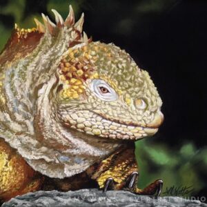 land-iguana-galapagos-soft-pastel-painting-amy-watts