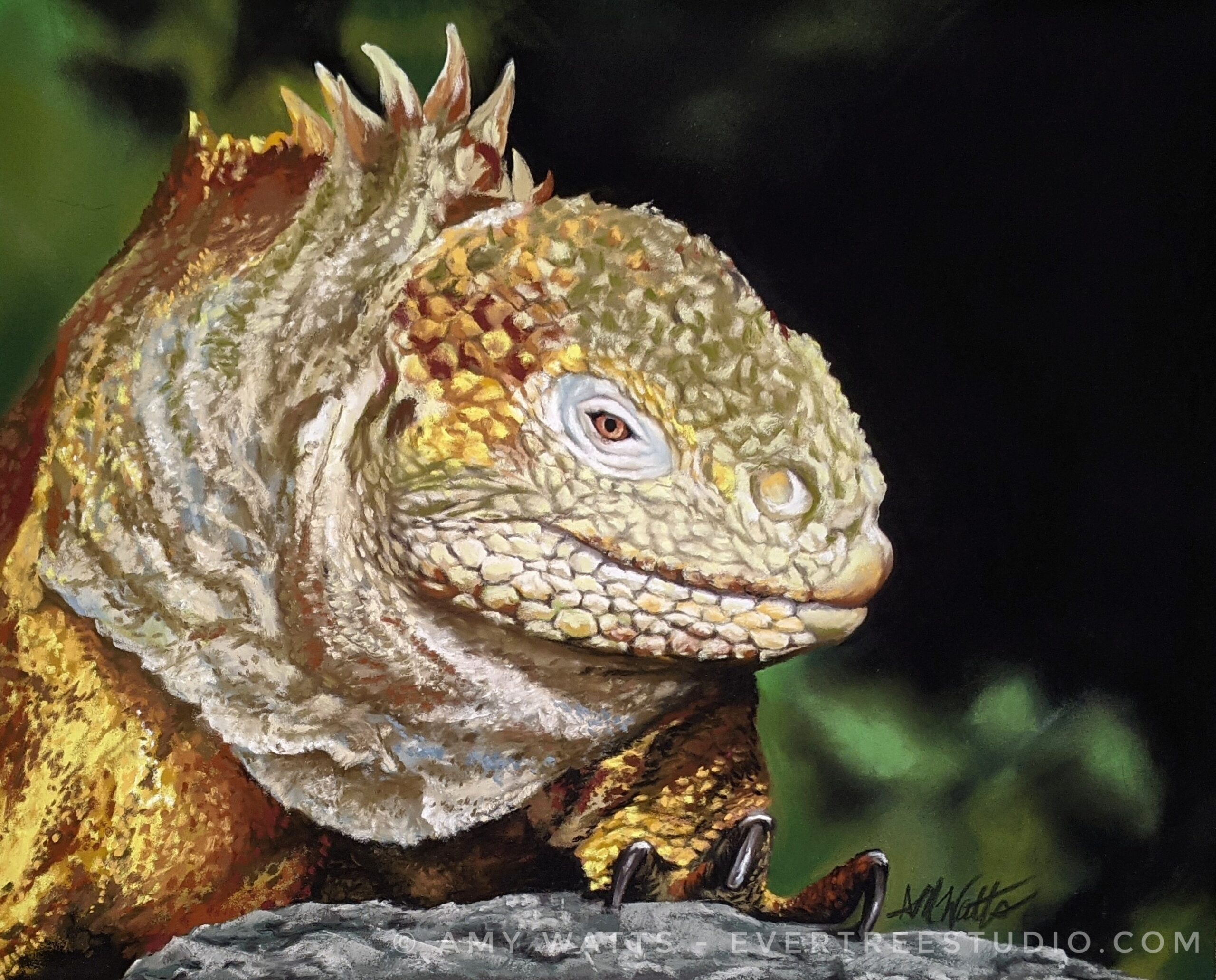 land-iguana-galapagos-painting-amy-watts-watermarked land-iguana-galapagos-soft-pastel-painting-amy-watts